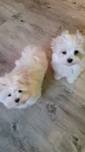 regalo cuccioli di maltese mini toy maschio e femmina  | Foto 1
