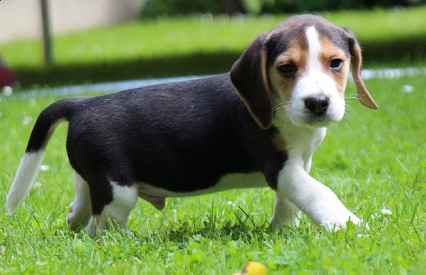 bellissimi cuccioli di beagle