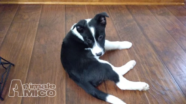 border collie con pedigrée splendidi cuccioli