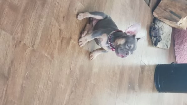 bouledogue francese fawn cuccioli | Foto 2
