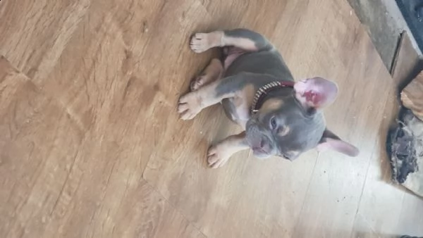 bouledogue francese fawn cuccioli | Foto 1
