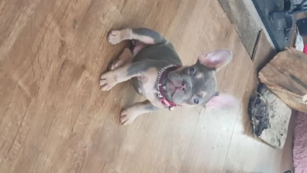 bouledogue francese fawn cuccioli | Foto 0
