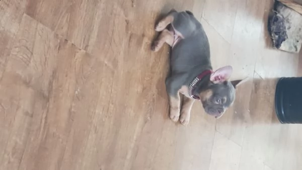 bouledogue francese fawn cuccioli