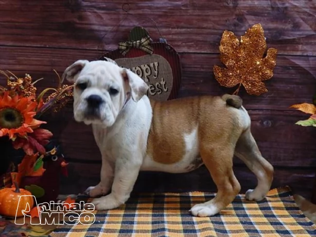  cuccioli di bulldog inglese