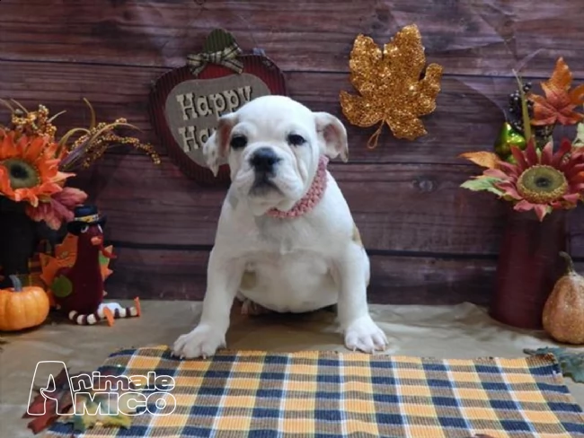  cuccioli di bulldog inglese | Foto 2