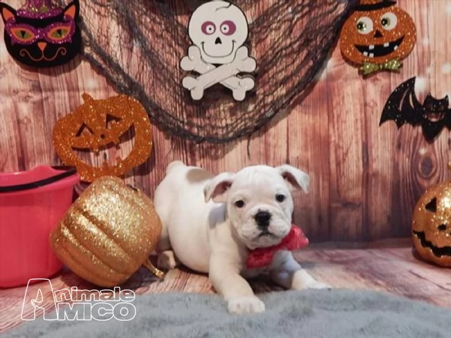  cuccioli di bulldog inglese | Foto 1