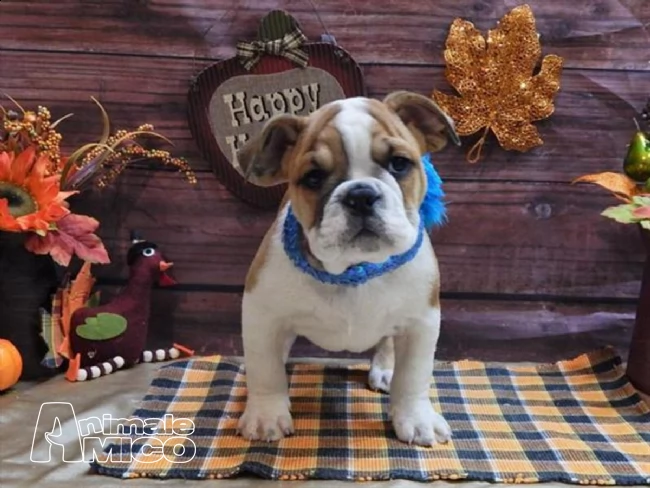  cuccioli di bulldog inglese | Foto 0