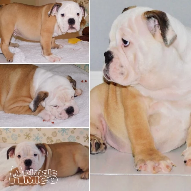  bulldog inglese dolci cuccioli