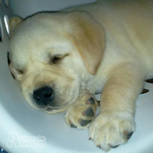 cuccioli di labrador con eccellente pedigree | Foto 2