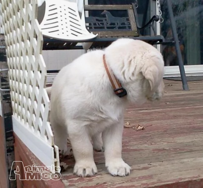 cuccioli di labrador con eccellente pedigree