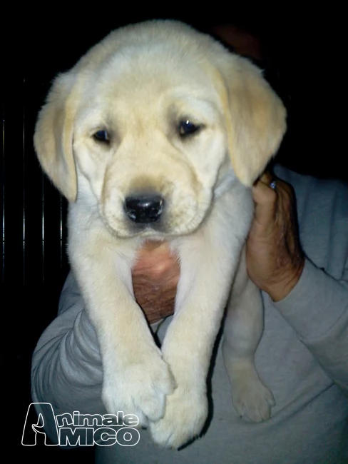 cuccioli di labrador con eccellente pedigree | Foto 1