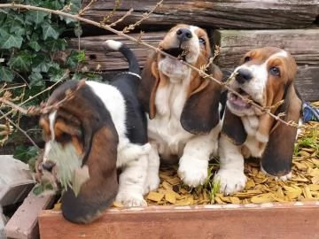 meravigliosi cuccioli di bassethound | Foto 1