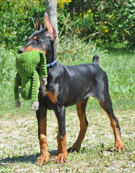 cucciolata di dobermann maschi femmine