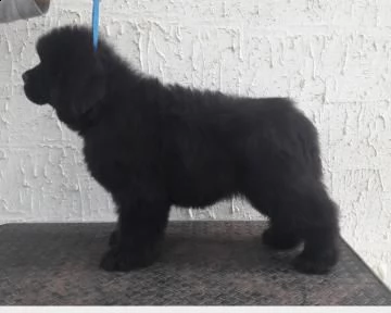 dolcissimi cuccioli di terranova