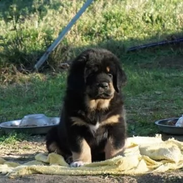 stupendi cuccioli tibetan mastiff 