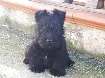 stupendi cuccioli scottish terrier 
