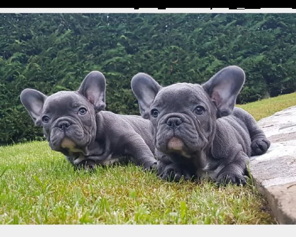 bulldog francese blu