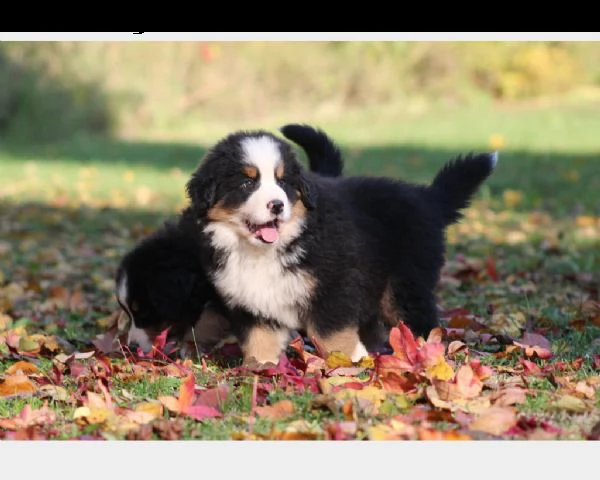 cuccioli bovaro del bernese