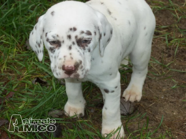 2 cuccioli di dalmata