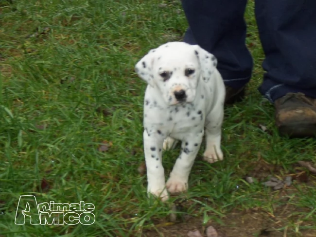 2 cuccioli di dalmata | Foto 1