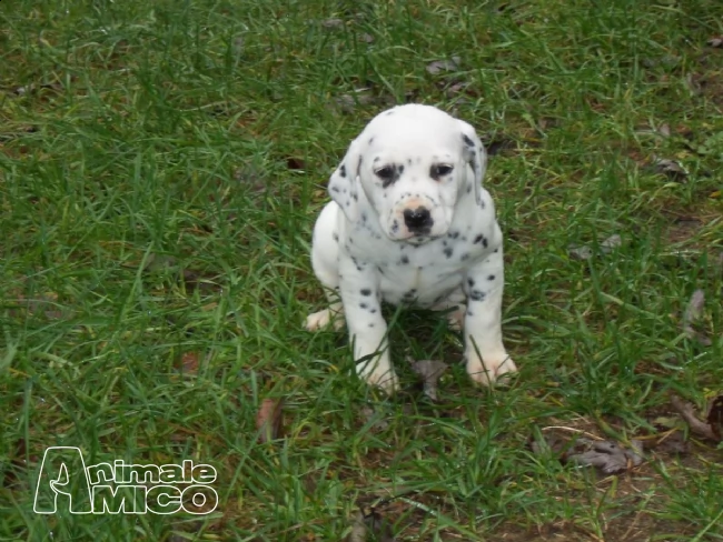 2 cuccioli di dalmata | Foto 0