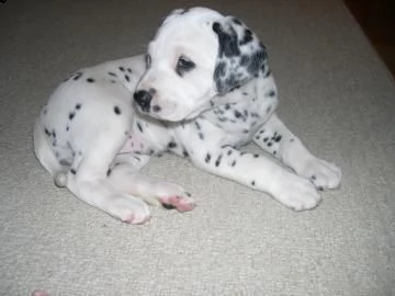 prestigiosi cuccioli dalmata di alta genealogia