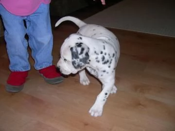 straordinari cuccioli dalmata altissima genealogia