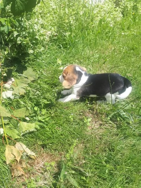 bellissimi cuccioli di beagle disponibili | Foto 3
