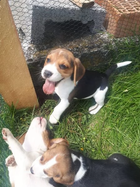 bellissimi cuccioli di beagle disponibili | Foto 2