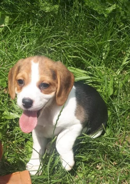 bellissimi cuccioli di beagle disponibili | Foto 1