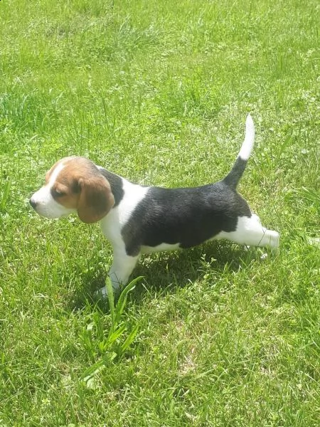 bellissimi cuccioli di beagle disponibili | Foto 0