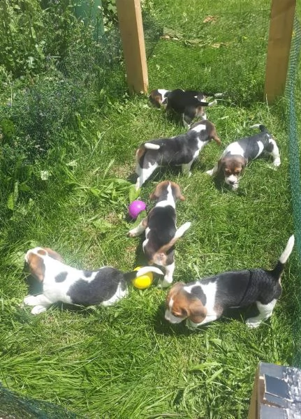 bellissimi cuccioli di beagle disponibili