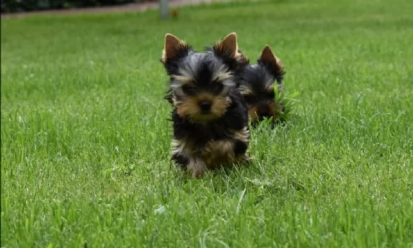 disponibili bellissimi cuccioli di york shire maschi e femmine. | Foto 4