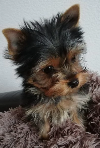disponibili bellissimi cuccioli di york shire maschi e femmine. | Foto 2