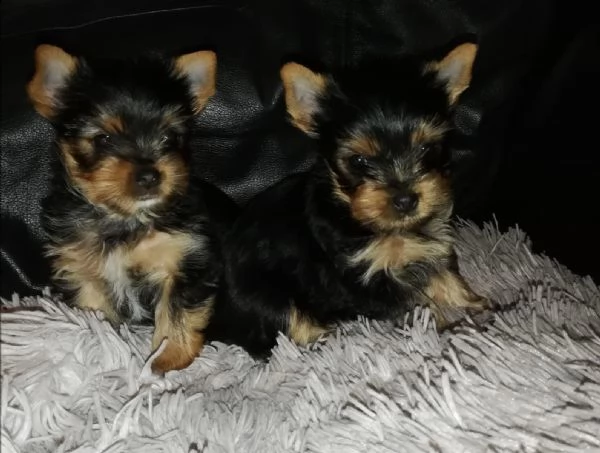 disponibili bellissimi cuccioli di york shire maschi e femmine. | Foto 0