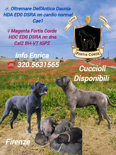 Cane Corso cuccioli 