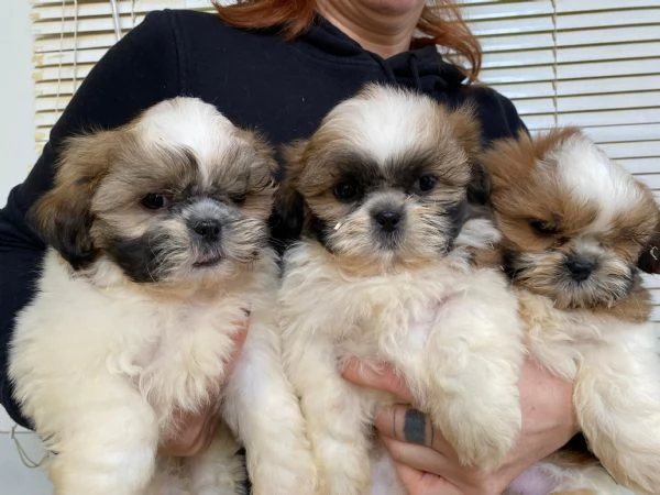 Shih-tzu