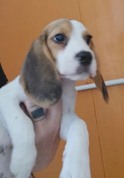 Beagle