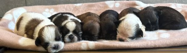 Shih-tzu