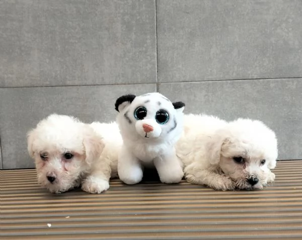 Cuccioli di bolognese