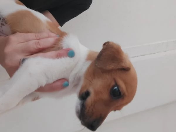 Jack russell terrier