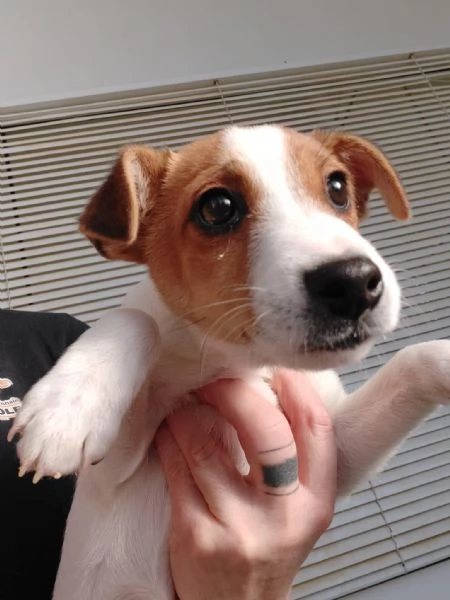 Jack russell terrier | Foto 0