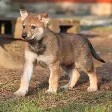 cuccioli di cane lupo cecoslovacco | Foto 1