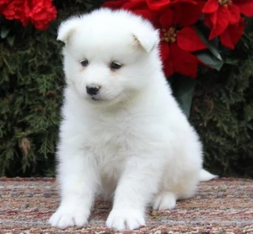 cuccioli samoiedo | Foto 1