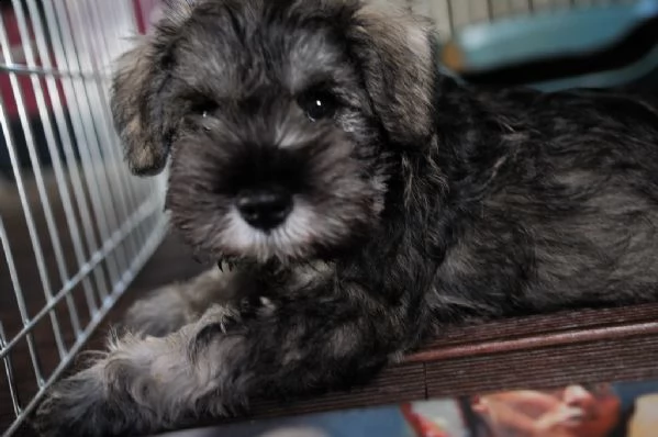 cuccioli schnauzer nani | Foto 0