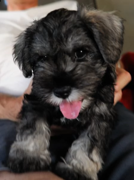 cuccioli schnauzer nani