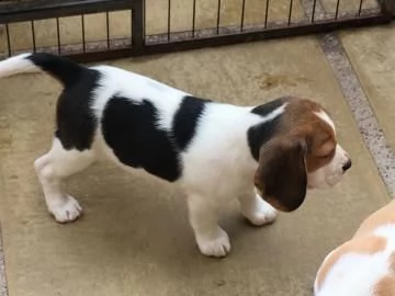 due cuccioli di tè beagle