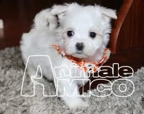 maltesi cucciolata toy (taglia piccola )