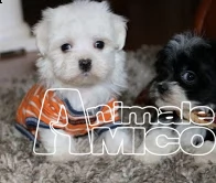 maltesi cucciolata toy (taglia piccola ) | Foto 1