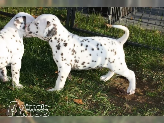 2 cuccioli dalmata con pedigree  | Foto 0